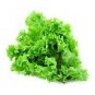 Hongkong Ice Berg Lettuce 10 Seeds