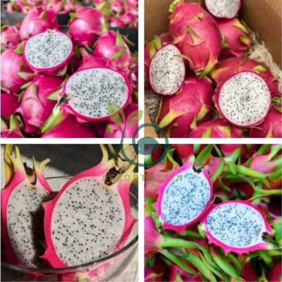 Hainan White Dragon Fruit Hybrid 200 Seeds