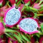 Hainan White Dragon Fruit Hybrid 200 Seeds