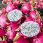 Hainan White Dragon Fruit Hybrid 200 Seeds