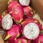 Hainan White Dragon Fruit Hybrid 200 Seeds