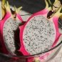 Hainan White Dragon Fruit Hybrid 200 Seeds