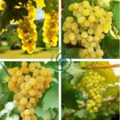 Rare Yellow Red Cluster of Grape Organic 30 Seeds