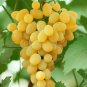 Rare Yellow Red Cluster of Grape Organic 30 Seeds