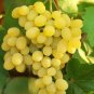 Rare Yellow Red Cluster of Grape Organic 30 Seeds