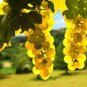 Rare Yellow Red Cluster of Grape Organic 30 Seeds