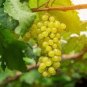 Rare Yellow Red Cluster of Grape Organic 30 Seeds