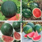 Organic Heirloom Small Sugar Baby Watermelon Citrullus Lanatus 20 Seeds