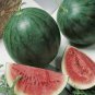 Organic Heirloom Small Sugar Baby Watermelon Citrullus Lanatus 20 Seeds