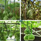 Long Handle Dipper Gourd Lagenaria Siceraria 20 Seeds
