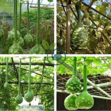 Long Handle Dipper Gourd Lagenaria Siceraria 20 Seeds