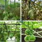 Long Handle Dipper Gourd Lagenaria Siceraria 20 Seeds