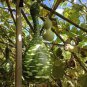 Long Handle Dipper Gourd Lagenaria Siceraria 20 Seeds