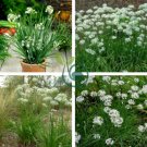 Garlic Chives Allium Tuberosum Chinese Chives 100 Seeds