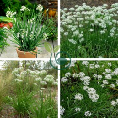 Garlic Chives Allium Tuberosum Chinese Chives 100 Seeds