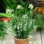 Garlic Chives Allium Tuberosum Chinese Chives 100 Seeds