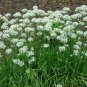 Garlic Chives Allium Tuberosum Chinese Chives 100 Seeds