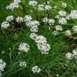 Garlic Chives Allium Tuberosum Chinese Chives 100 Seeds