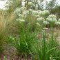 Garlic Chives Allium Tuberosum Chinese Chives 100 Seeds