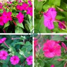 Mirabilis Jalapa Four o'clock Flower 200 Seeds