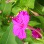 Mirabilis Jalapa Four o'clock Flower 200 Seeds