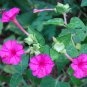 Mirabilis Jalapa Four o'clock Flower 200 Seeds