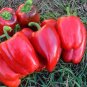 Heirloom Red Long Sharp Sweet Bell Pepper 40 Seeds