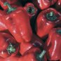 Heirloom Red Long Sharp Sweet Bell Pepper 40 Seeds
