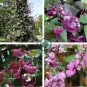 Ruby Moon Red Hyacinth Bean 16 Seeds
