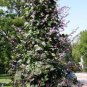 Ruby Moon Red Hyacinth Bean 16 Seeds