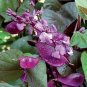 Ruby Moon Red Hyacinth Bean 16 Seeds
