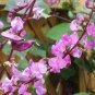 Ruby Moon Red Hyacinth Bean 16 Seeds