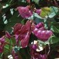 Ruby Moon Red Hyacinth Bean 16 Seeds
