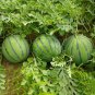 Blue Watermelon Sweet Fruits 40 Seeds