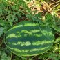 Blue Watermelon Sweet Fruits 40 Seeds
