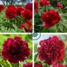 Red Black Peony Flower 10 Seeds