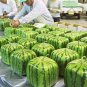 Square Water Melon Red Sweet Juicy 40 Seeds