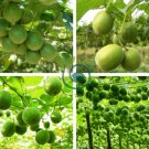 Luo Han Guo Siraitia Grosvenorii Fresh 60 Seeds