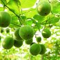 Luo Han Guo Siraitia Grosvenorii Fresh 60 Seeds