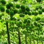 Luo Han Guo Siraitia Grosvenorii Fresh 60 Seeds