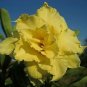 Golden Adenium Desert Rose Flower 4 Seeds