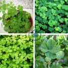 Four Leaf Clover Trifolium Repens Mixed Dutch Clover 200 Seeds
