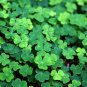 Four Leaf Clover Trifolium Repens Mixed Dutch Clover 200 Seeds