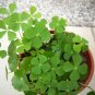 Four Leaf Clover Trifolium Repens Mixed Dutch Clover 200 Seeds