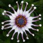 African Blue Eyed Daisy Flower Bonsai Osteospermum Flower 200 Seeds