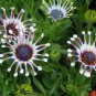 African Blue Eyed Daisy Flower Bonsai Osteospermum Flower 200 Seeds