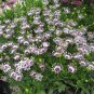 African Blue Eyed Daisy Flower Bonsai Osteospermum Flower 200 Seeds