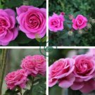 Pink Longevity Flower 200 Seeds