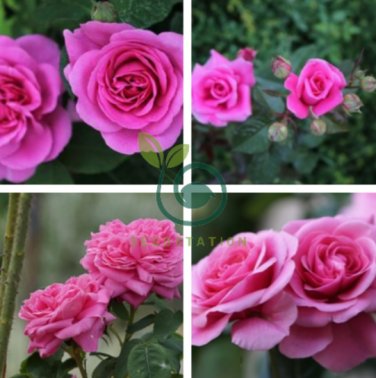 Pink Longevity Flower 200 Seeds
