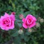 Pink Longevity Flower 200 Seeds